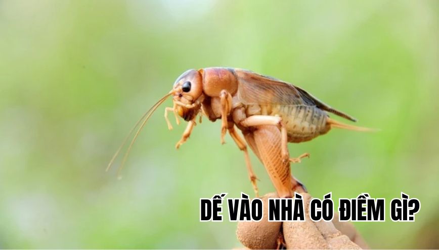 Dế vào nhà có điềm gì