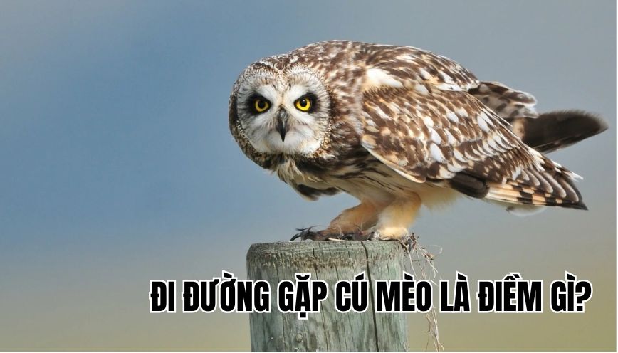 Đi đường gặp cú mèo là điềm gì