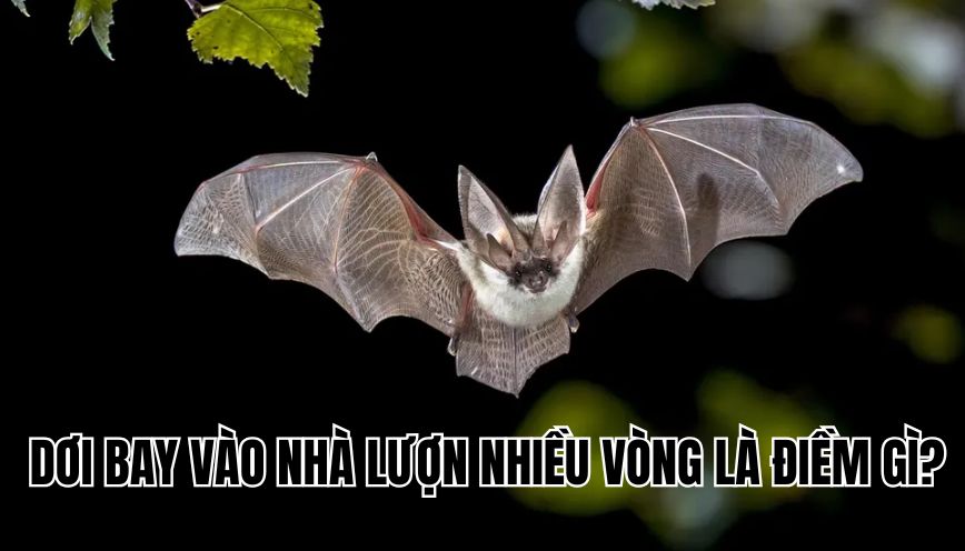 Dơi bay vào nhà lượn nhiều vòng là điềm gì