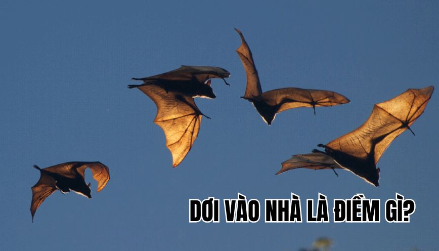 Dơi vào nhà là điềm gì