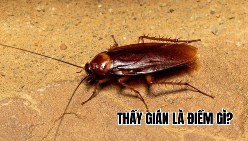 thấy gián là điềm gì