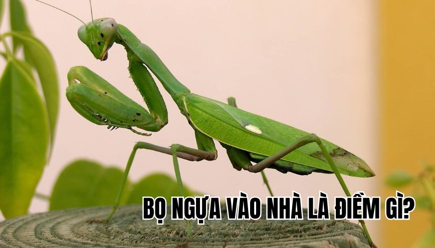 bọ ngựa vào nhà là điềm gì