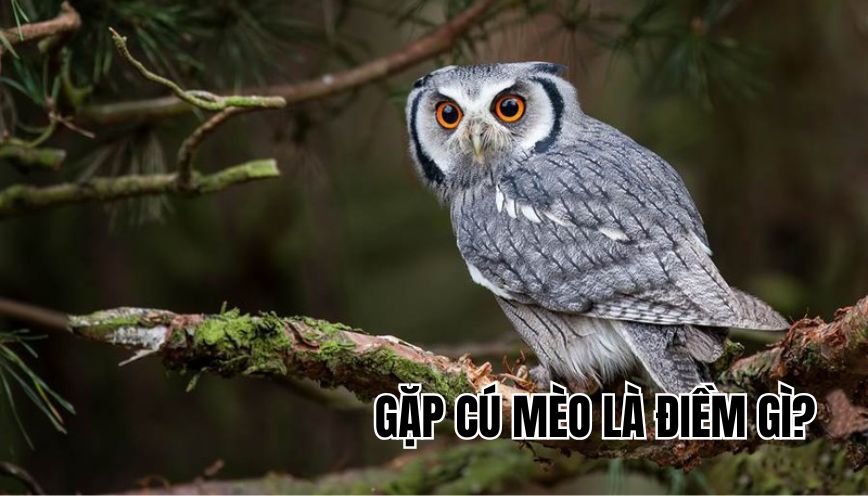 Gặp cú mèo là điềm gì