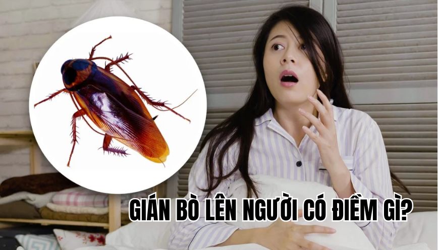Gián bò lên người có điềm gì
