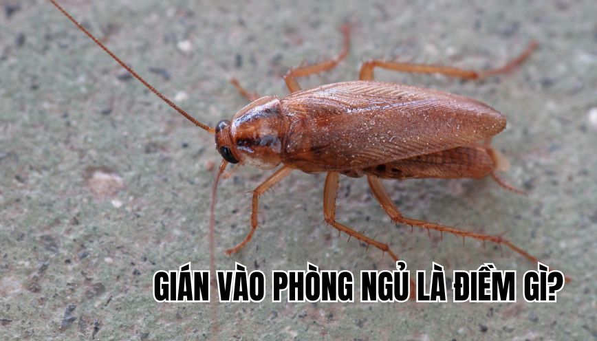 gián vào phòng ngủ là điềm gì