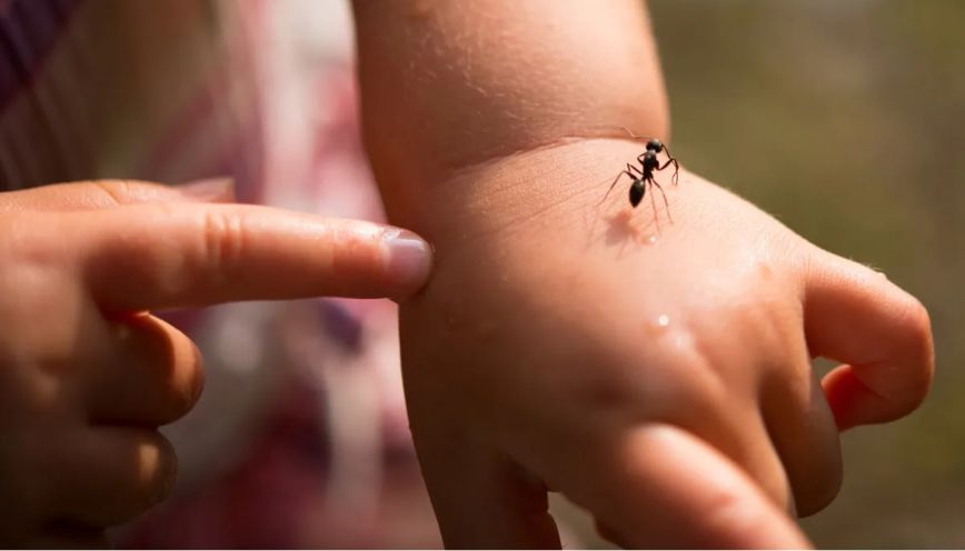 Cách tự xử lý và sơ cứu an toàn khi bị kiến bò lên người