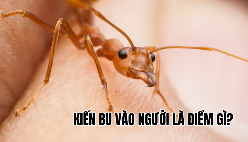 kiến bu vào người là điềm gì