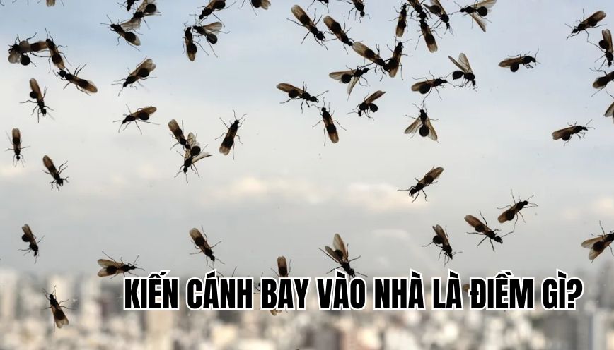 kiến cánh bay vào nhà là điềm gì