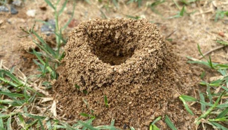 Cách xử lý và di dời tổ kiến đúng cách