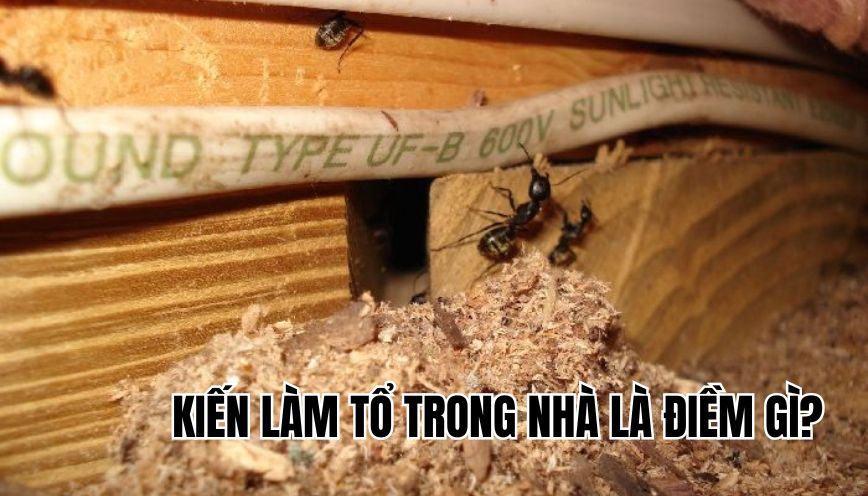 Kiến làm tổ trong nhà là điềm gì