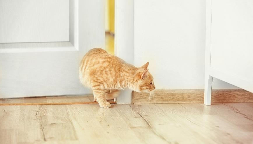 Ý nghĩa biểu tượng của lông vàng