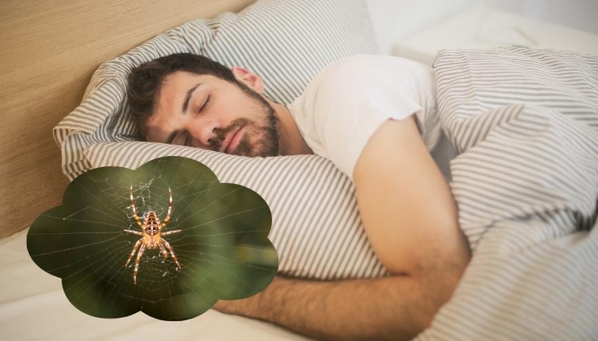 Một vài câu hỏi thường gặp về giấc mơ thấy nhện