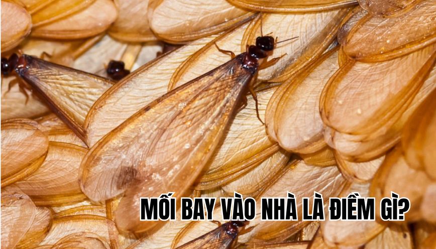 Mối bay vào nhà là điềm gì