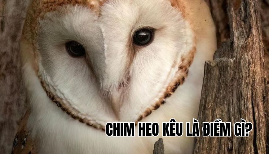 chim heo kêu là điềm gì