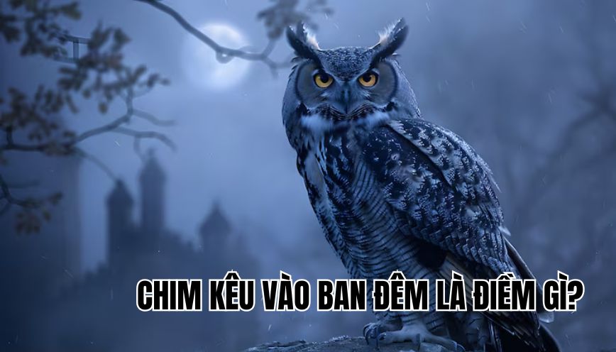 chim kêu vào ban đêm là điềm gì