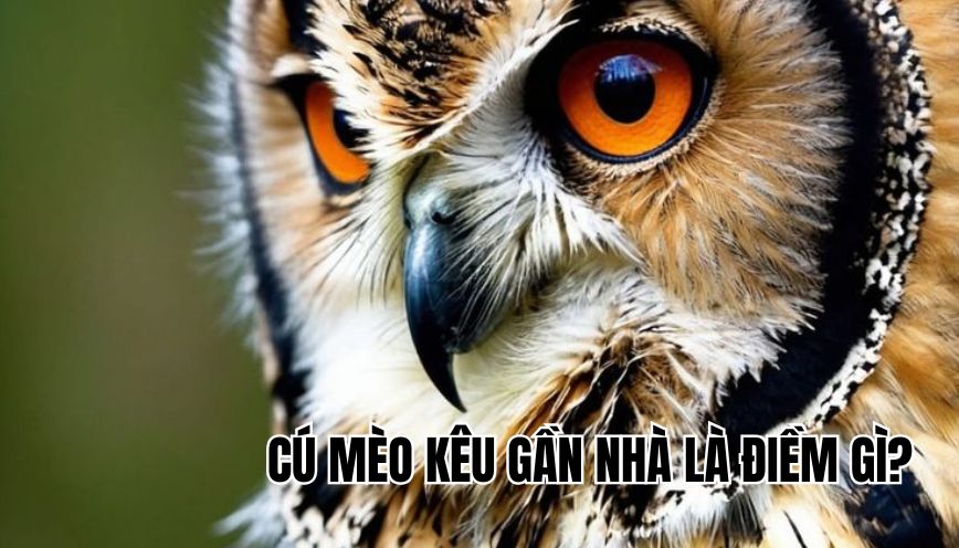 cú mèo kêu gần nhà là điềm gì