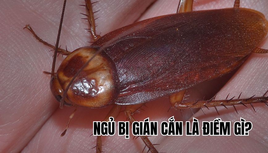 Ngủ bị gián cắn là điềm gì