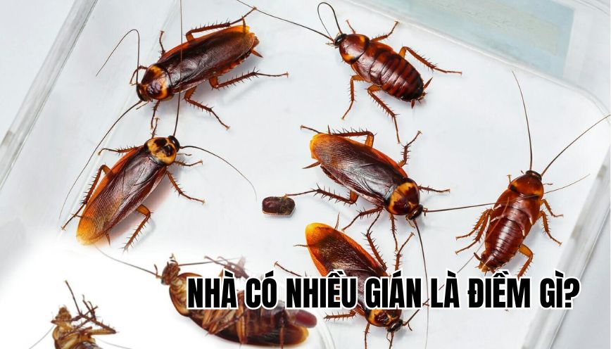 nhà có nhiều gián là điềm gì