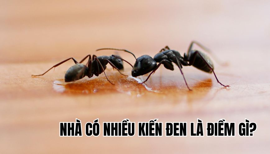 nhà có nhiều kiến đen là điềm gì