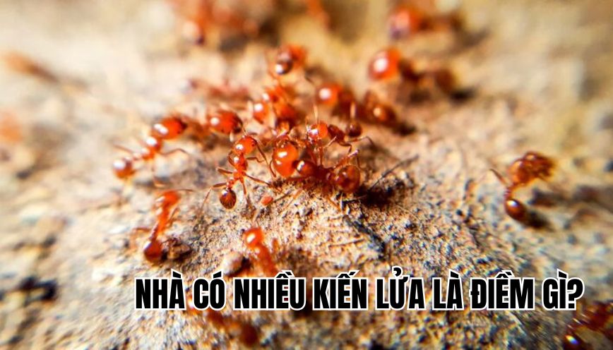 Nhà có nhiều kiến lửa là điềm gì