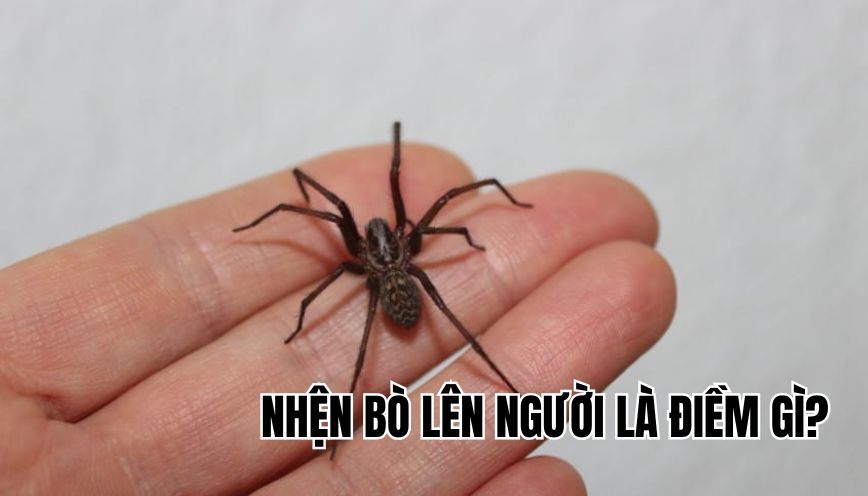 Nhện bò lên người là điềm gì