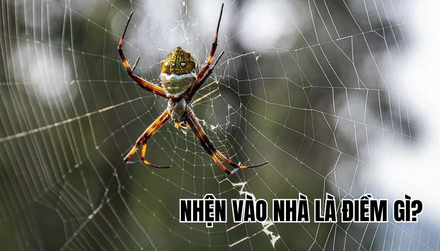 Nhện vào nhà là điềm gì
