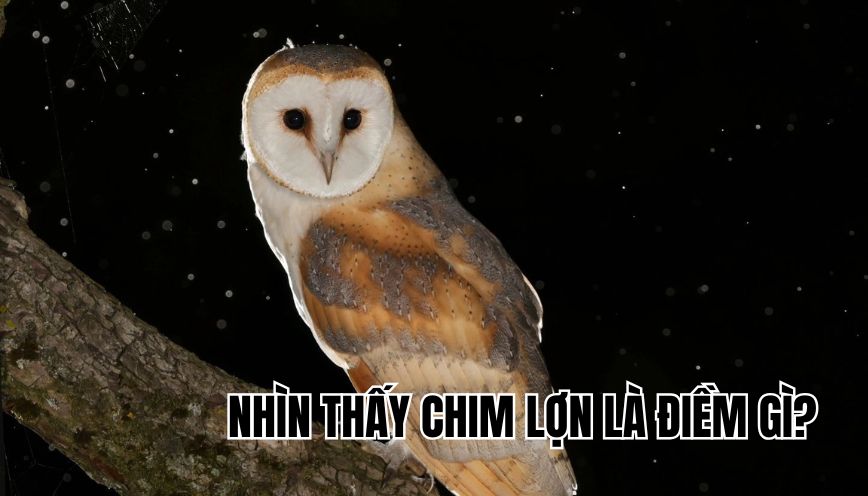 Nhìn thấy chim lợn là điềm gì