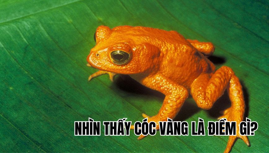 Nhìn thấy cóc vàng là điềm gì