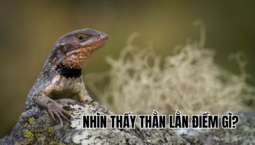 nhìn thấy thằn lằn điềm gì