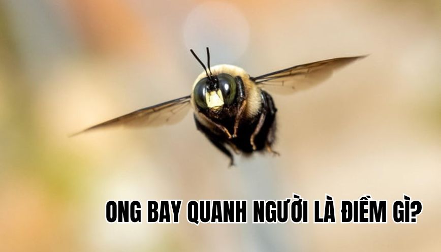 Ong bay quanh người là điềm gì