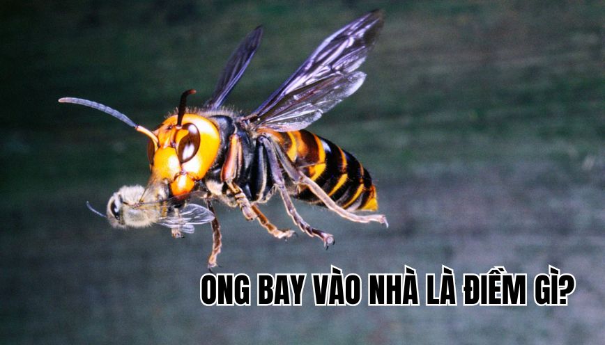 ong bay vào nhà là điềm gì