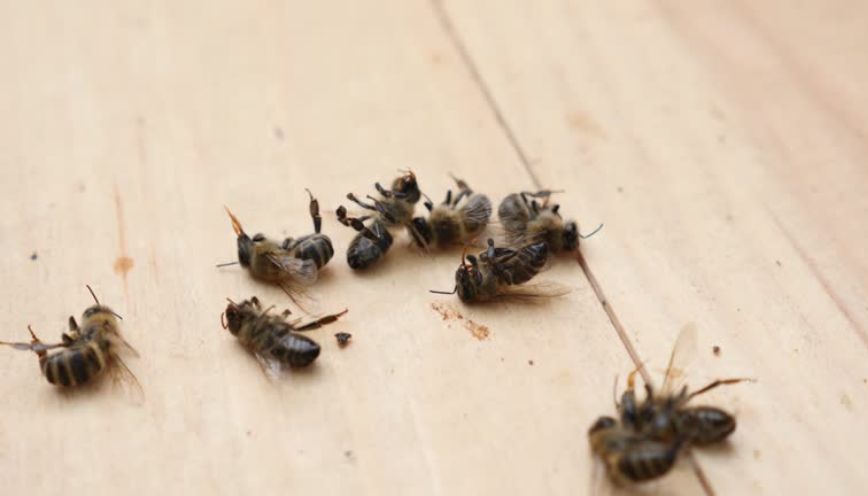 Đột nhiên có một vài chú ong chết trong nhà