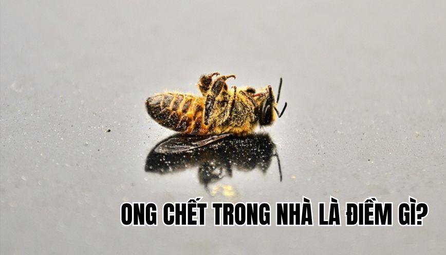 Ong chết trong nhà là điềm gì