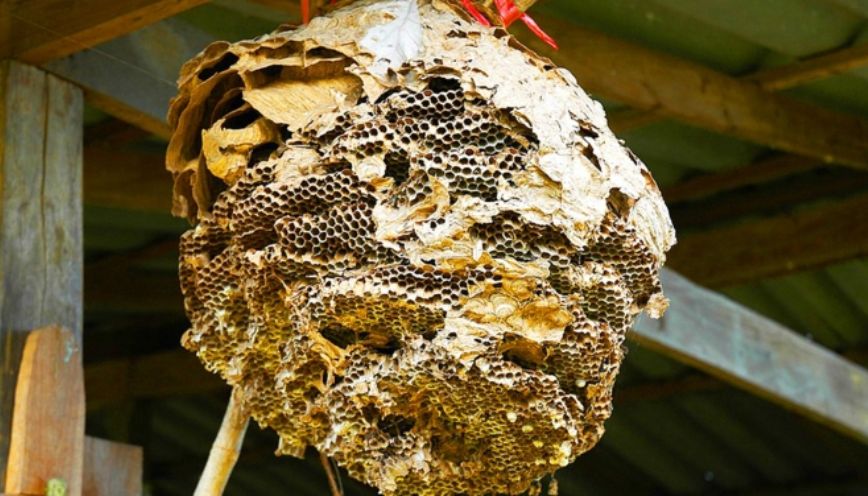 Ong vàng làm tổ ngay trong nhà