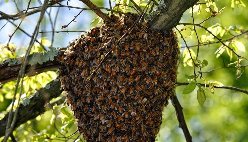 Ong ruồi xây tổ trong nhà