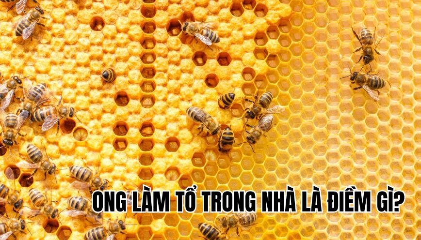 Ong làm tổ trong nhà là điềm gì