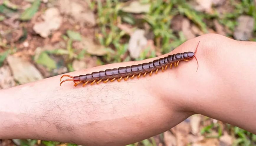 Đột nhiên thấy rết bò lên chân