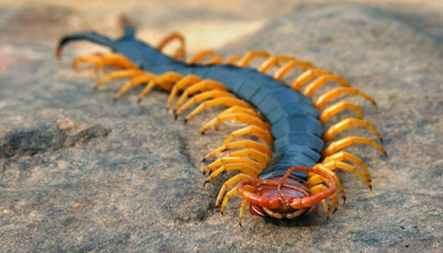Chẳng may bị rết bò lên người khi đang ngủ