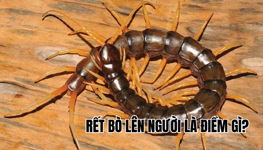 Rết bò lên người là điềm gì