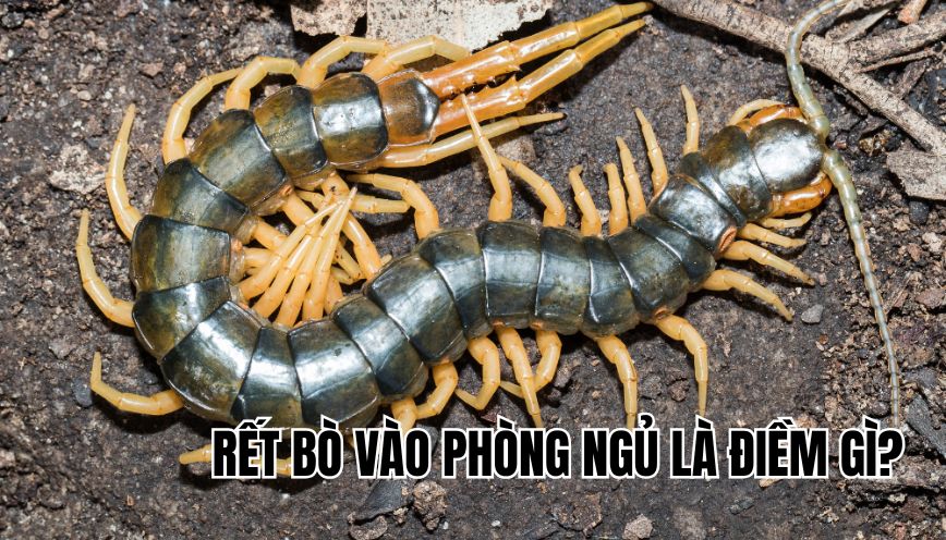 Rết bò vào phòng ngủ là điềm gì