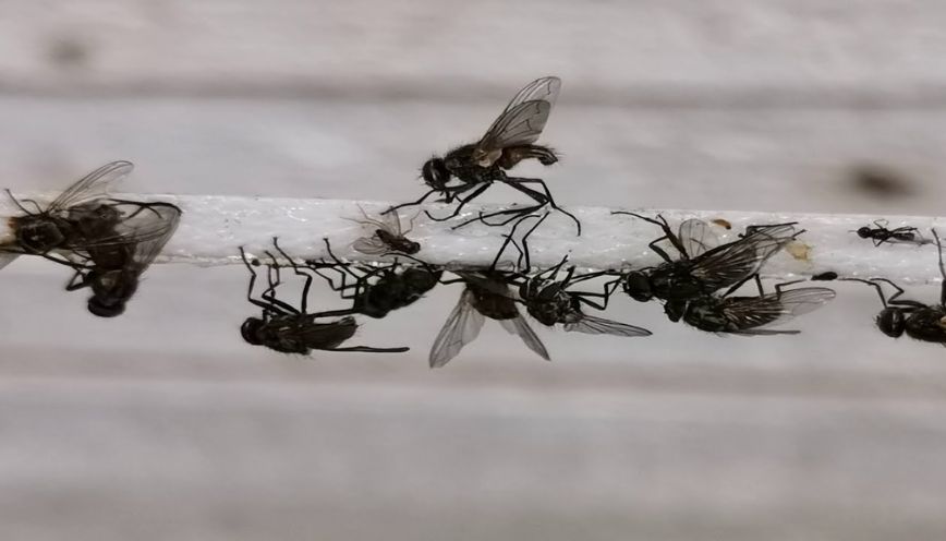 Đàn ruồi vây quanh bếp và khu vực bàn ăn