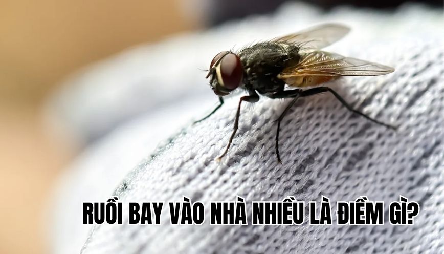 Ruồi bay vào nhà nhiều là điềm gì