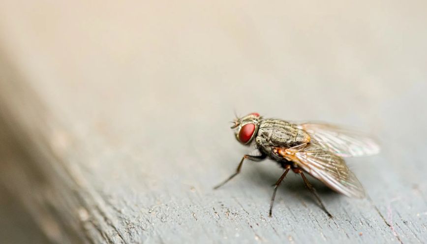 Bắt gặp ruồi bu vào quần áo khi bạn đang ngồi làm việc