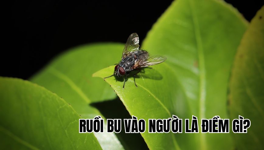 Ruồi bu vào người là điềm gì