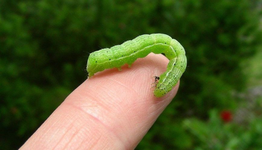 Đột nhiên có sâu xanh rơi vào người