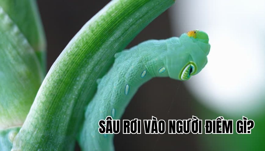 Sâu rơi vào người điềm gì