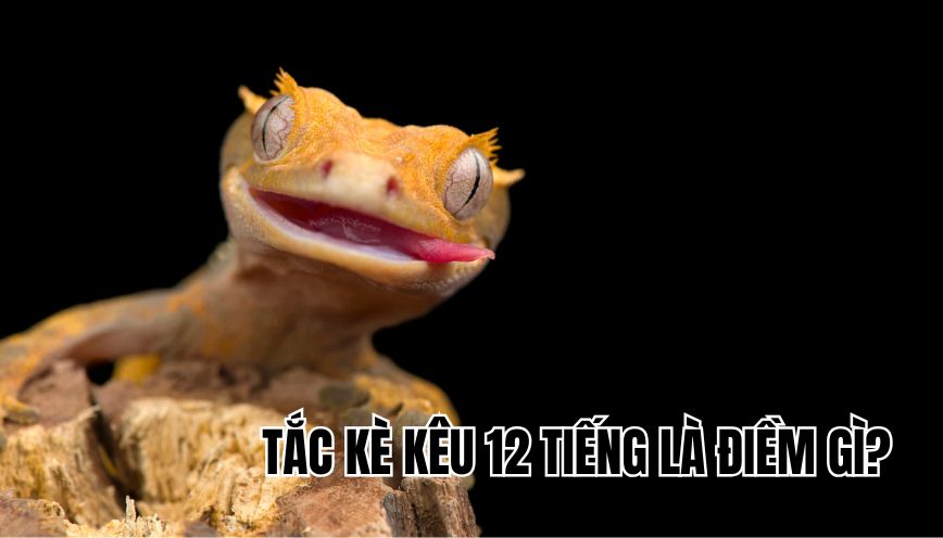 Tắc kè kêu 12 tiếng là điềm gì