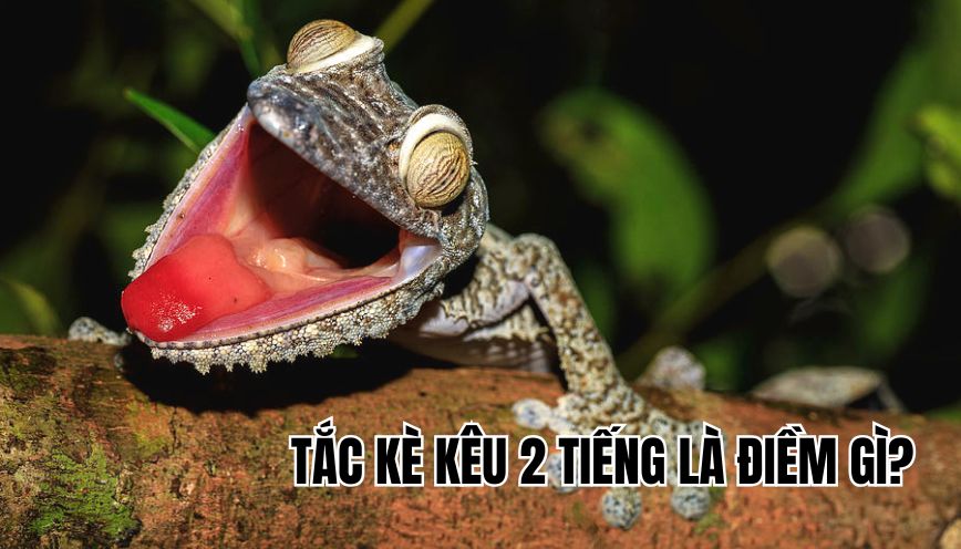 Tắc kè kêu 2 tiếng là điềm gì