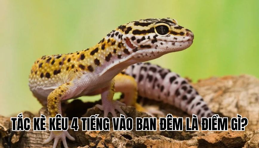 Tắc kè kêu 4 tiếng vào ban đêm là điềm gì