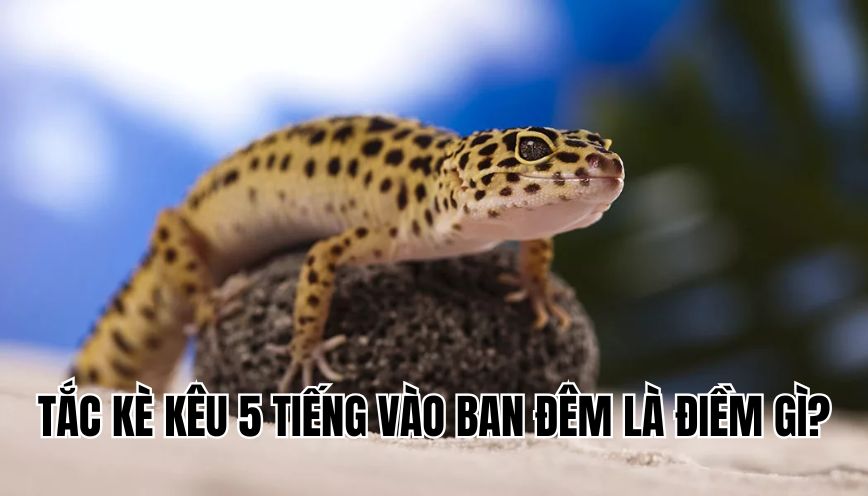 Tắc kè kêu 5 tiếng vào ban đêm là điềm gì